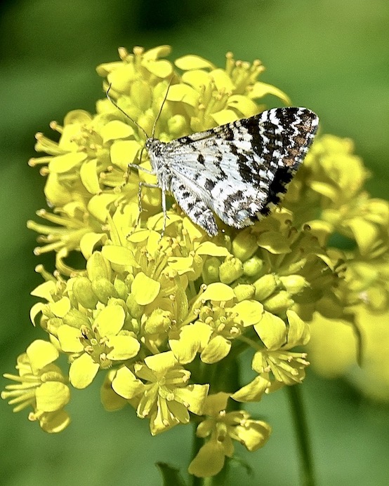 small argent & sable